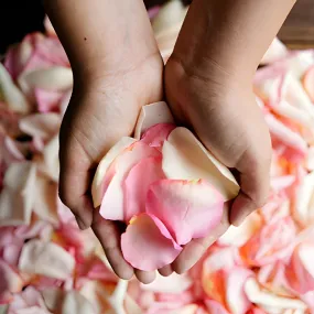 Blush Fresh Rose Petals