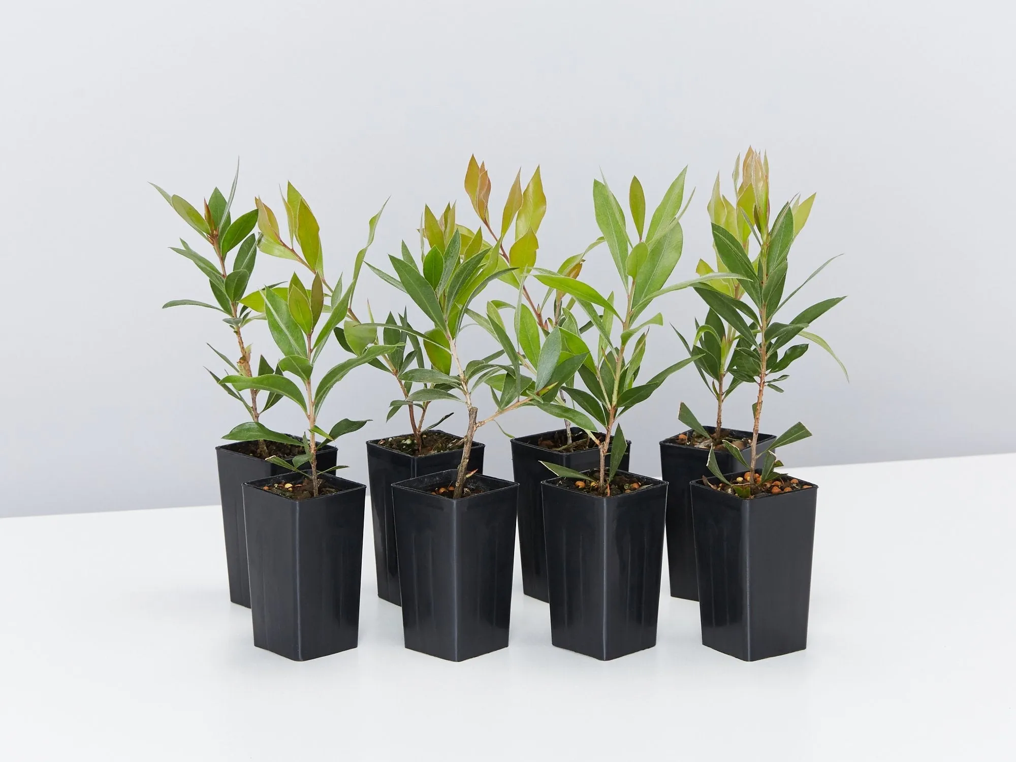 Callistemon citrinus Endeavour