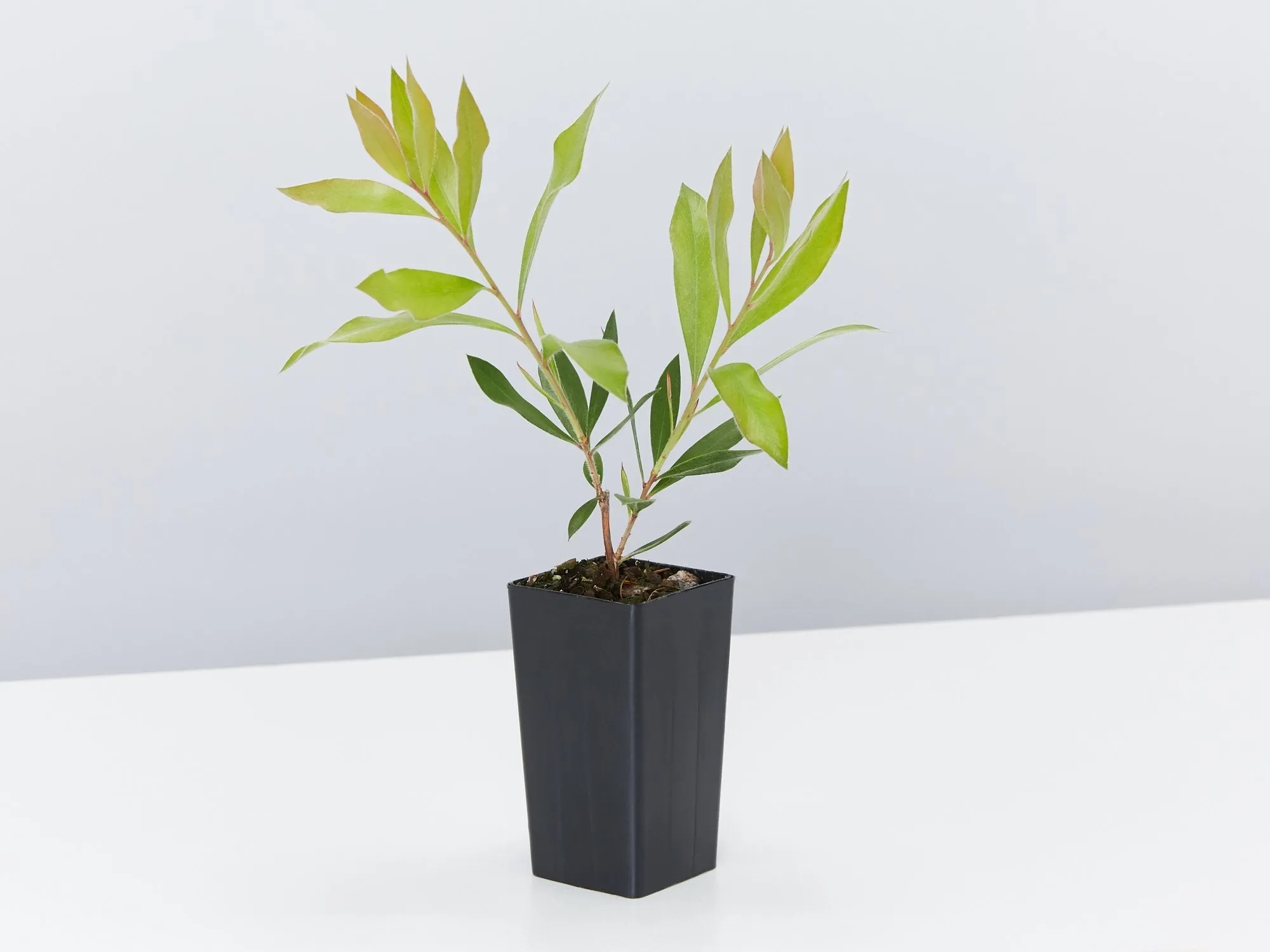 Callistemon citrinus Endeavour
