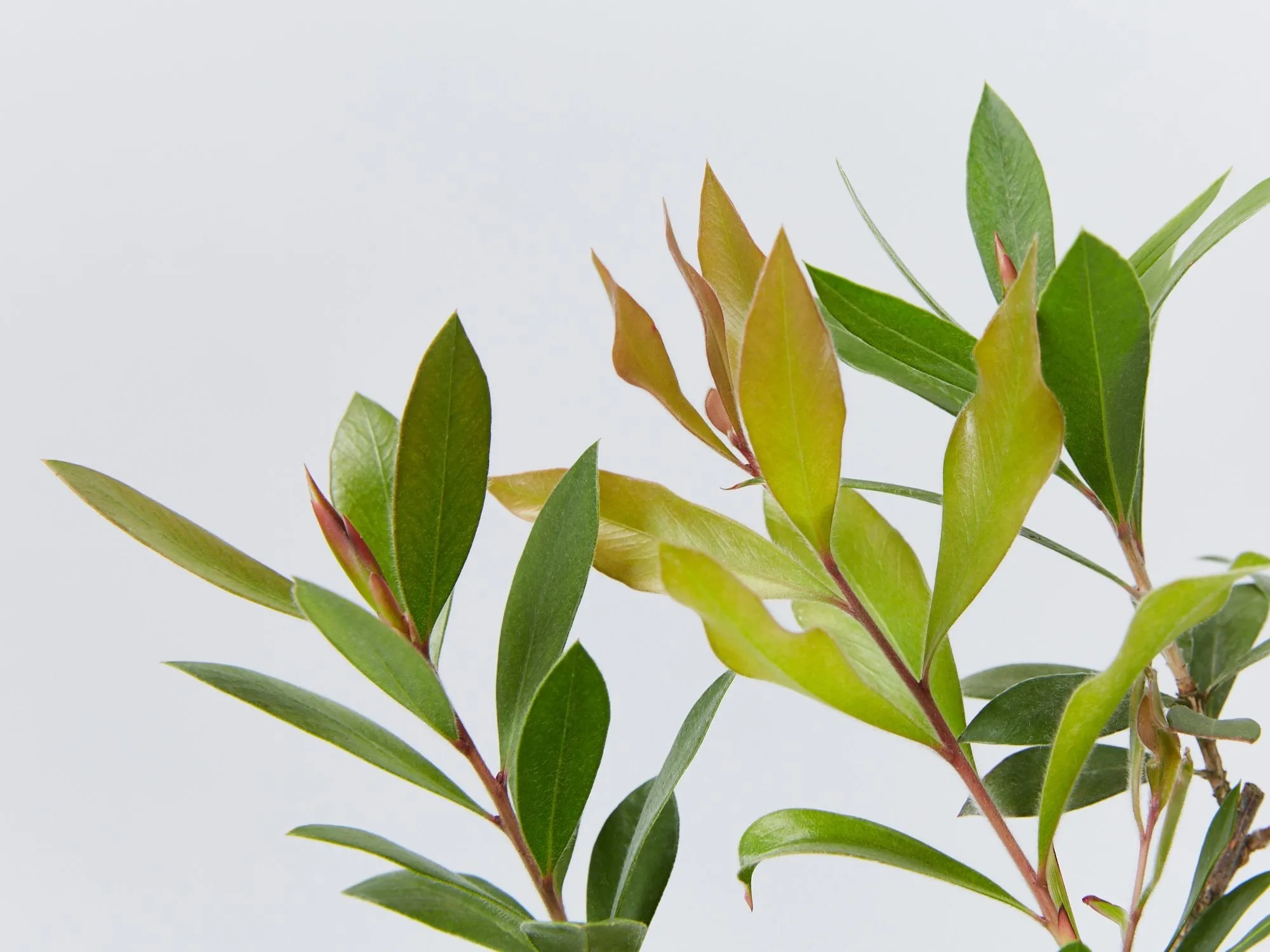 Callistemon citrinus Endeavour
