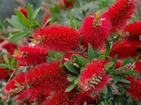 Callistemon citrinus Endeavour
