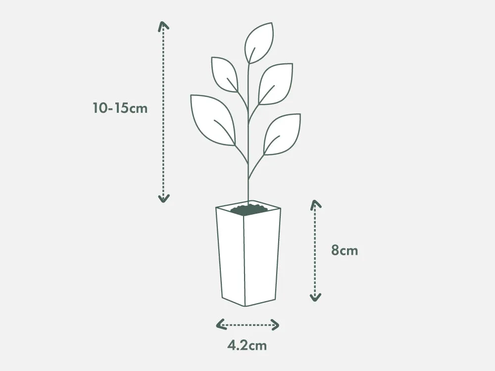 Callistemon citrinus Endeavour
