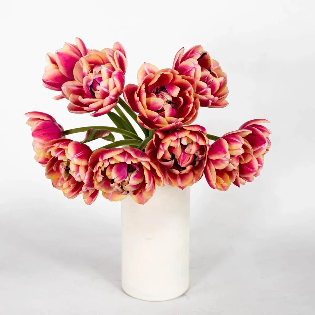 Pink Bliss Double Tulips