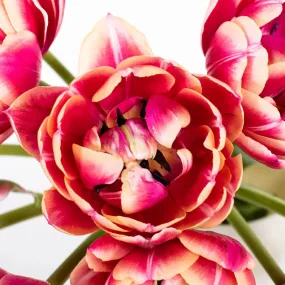 Pink Bliss Double Tulips