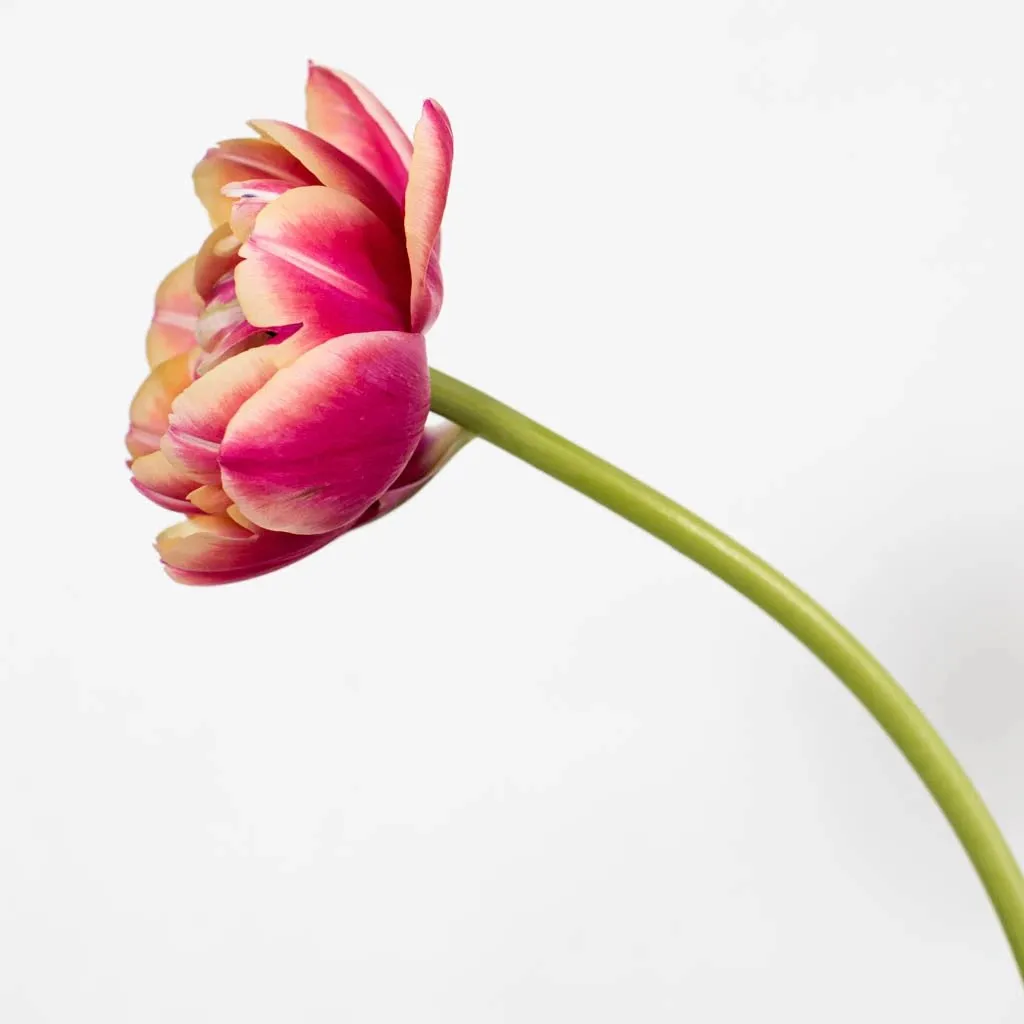 Pink Bliss Double Tulips