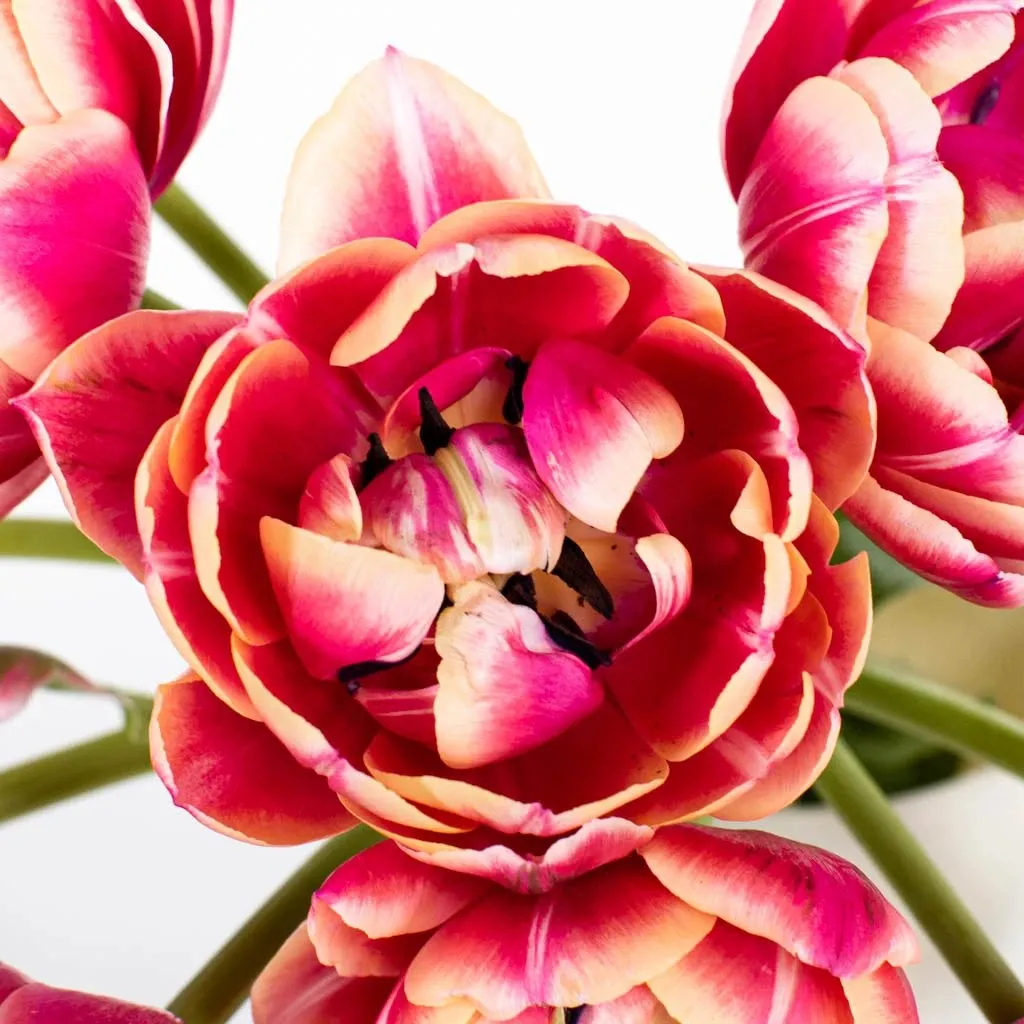 Pink Bliss Double Tulips