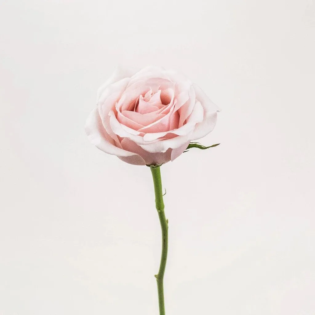 Slightly Nude Rose
