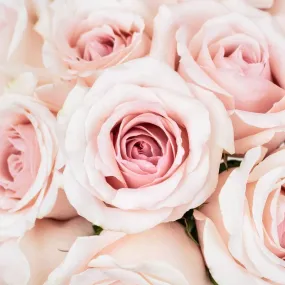 Slightly Nude Rose