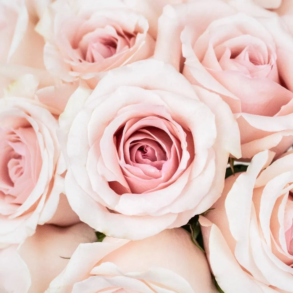 Slightly Nude Rose