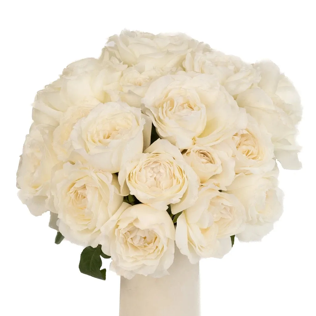 Whisper White Garden Rose