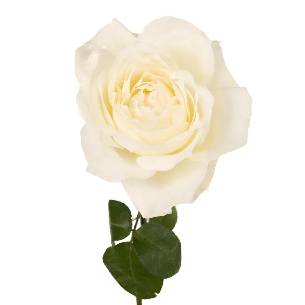 Whisper White Garden Rose